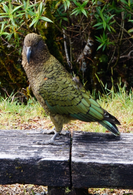 Kea - NZ's alpine parrot